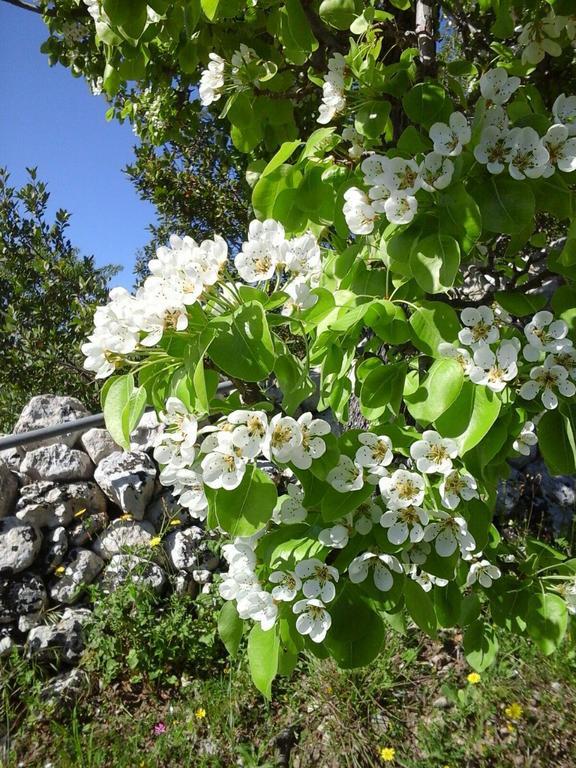 Monte Criscione Farm stay Avola